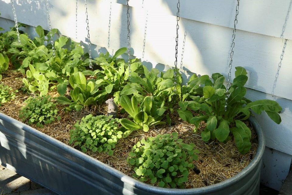 This December patio planter features miners lettuce, winter romaine and astro arugula. | Laura Marie Neubert 