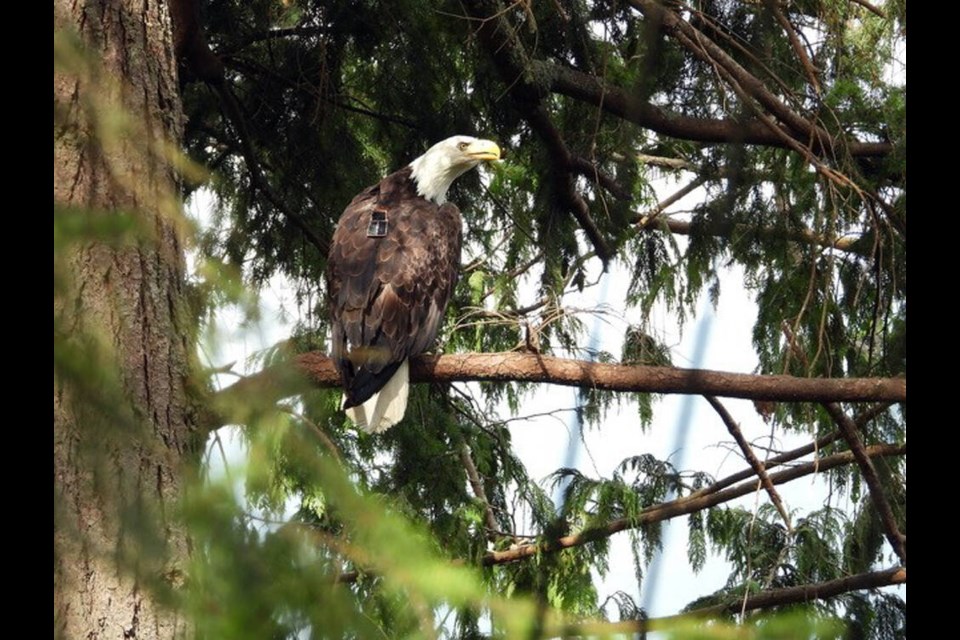 Annie, a bald eagle that has been fitted with a tracking device, perches near her West Vancouver nest on the day she was released, Aug. 1, 2022. | ECeaglevideo / Hancock Wildlife Foundation 