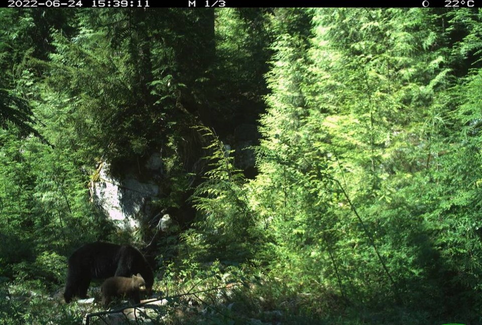 web1_black-Bear-1 - coquitlam-water-supply-area --- mom-with-cub