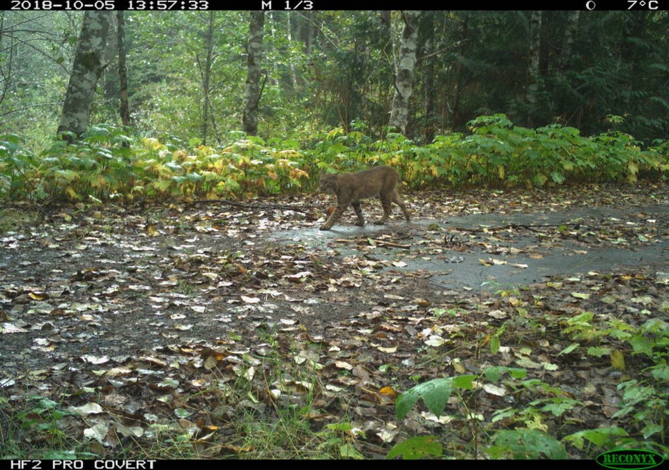 web1_bobcat-2 - Distrito de suministro de agua de Capilano