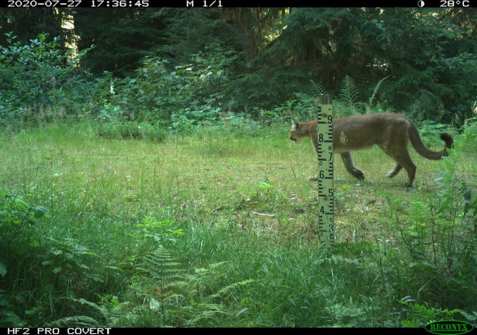 web1_cougar-2 - Seymour - Suministro de agua del distrito