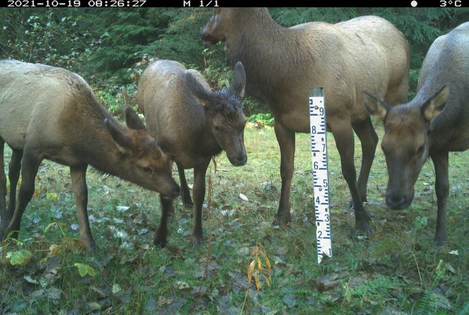 web1_roosevelt-elk-2---seymour-water-supply-area---females-with-young