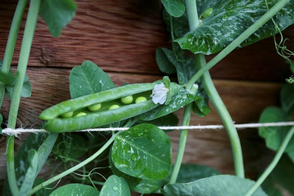 web1_garden-to-table-peas-close-up