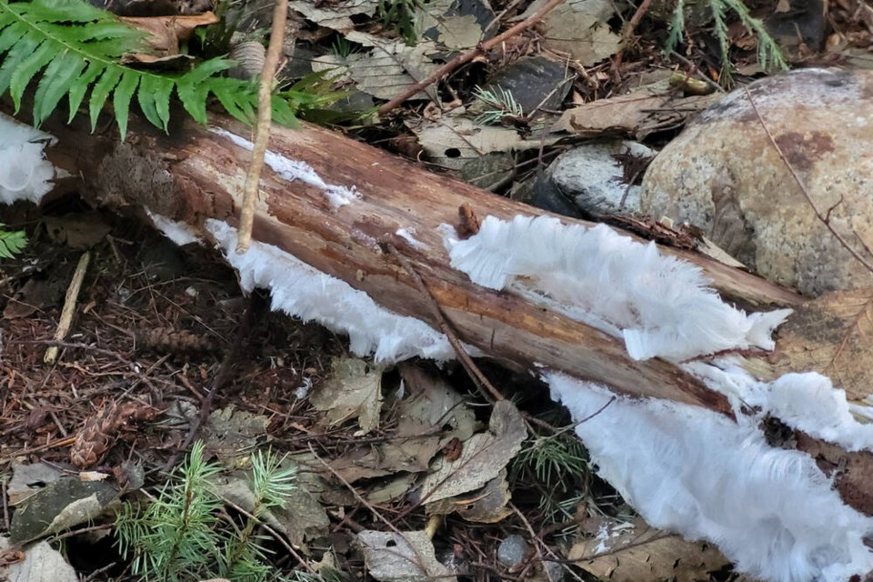 Hair ice growing on a piece of dead wood off Pipeline Trail. | Gitta Oldendorff 