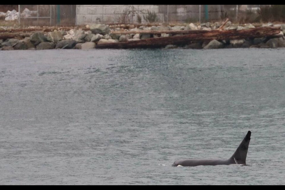 A male orca whale swims on the surface of the water near the Lions Gate Wastewater Treatment Plant in West Vancouver. | Perry Edwards 