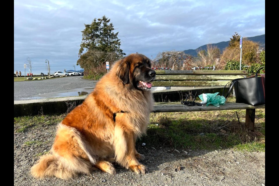 Benny, a 90-kilogram Leonberger from West Vancouver, was electrocuted while walking on the sidewalk outside Park Royal on Saturday, Feb. 25, 2023. He survived. | Contributed 