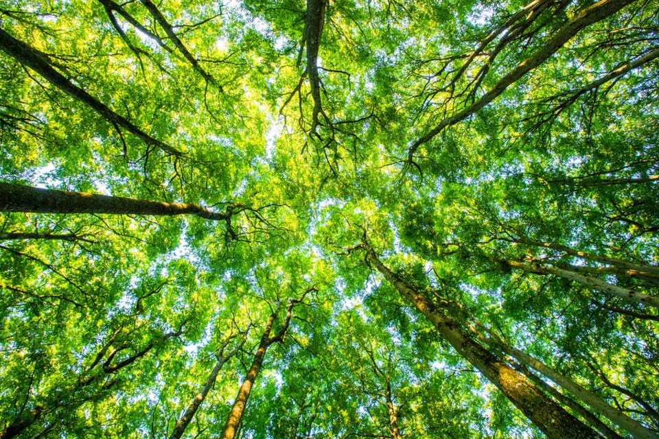 Trees in the urban forest provide both environmental and cultural value. But it requires action – and money – to save what we have left in West Vancouver. | Getty Images