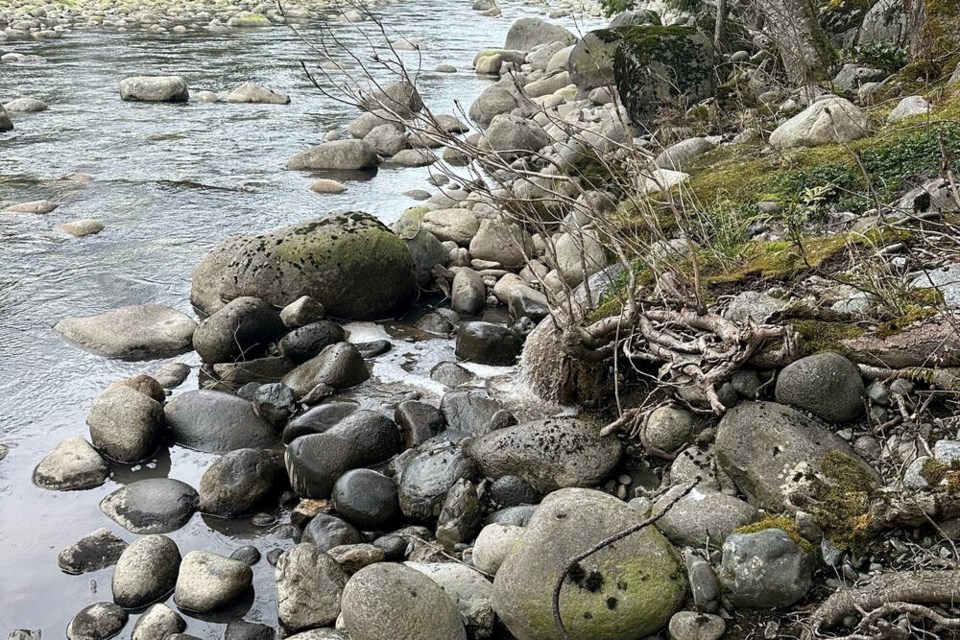 A sewage leak spills into the Capilano River this week. | Hudson Kunicky 