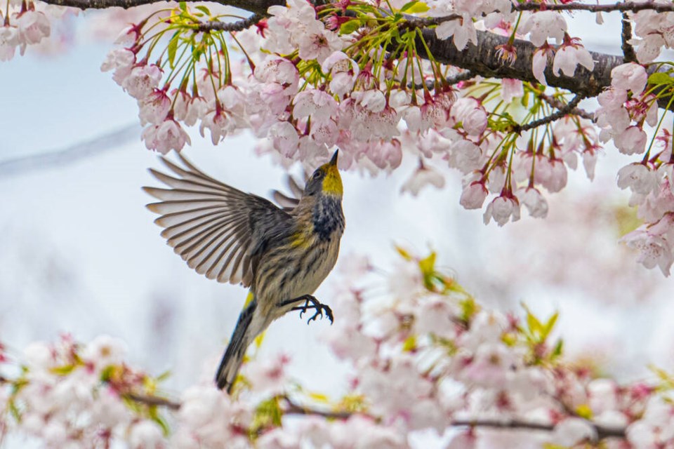 A yellow-rumped warbler in flight eyes up an appetizing cherry blossom. | Mark Teasdale 