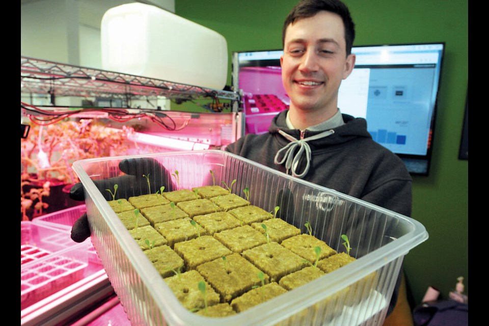 Ecoation Innovative Solutions vice-president Gavin Schneider shows off tomato seedlings grown his team's modular system, CanGrow. | Paul McGrath / North Shore News 