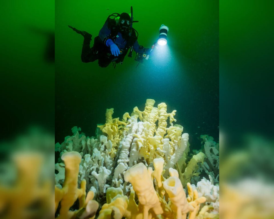 web1_glass-sponge-reef-howe-sound