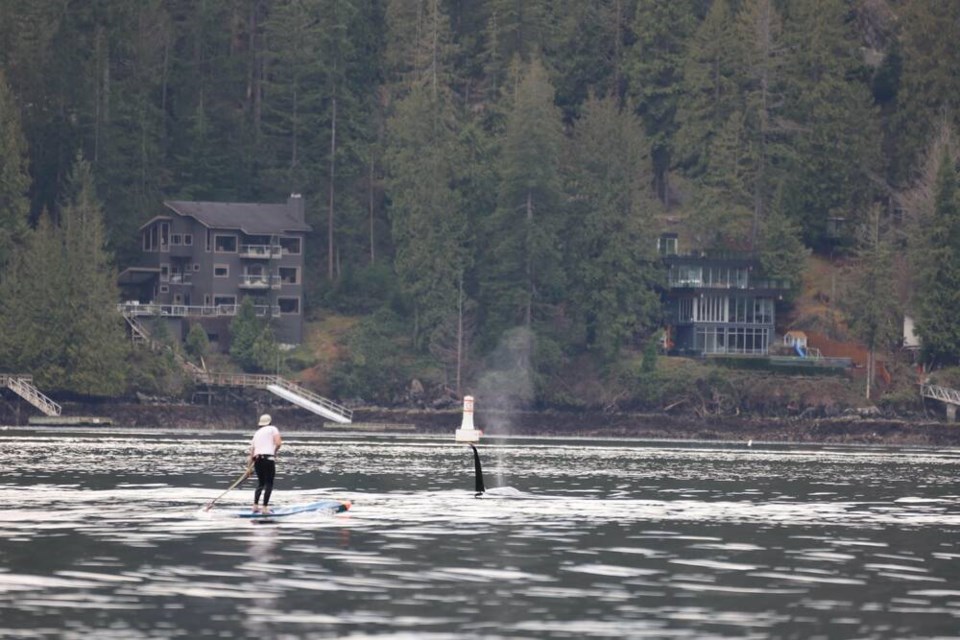 web1_paddleboarder-whale