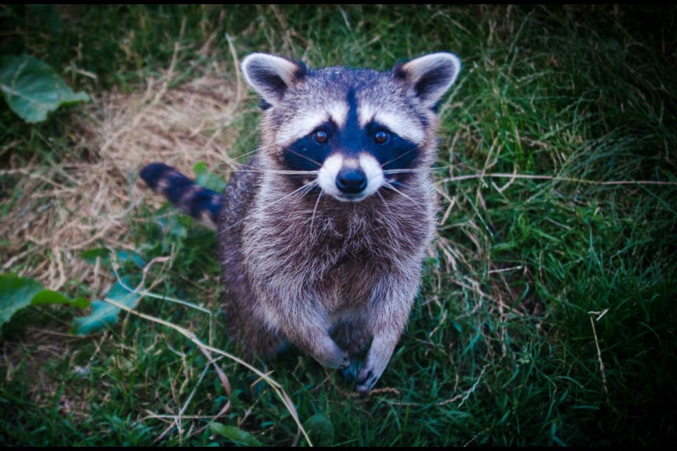Raccoons are among the wildlife put in danger by careless use of poison. | VIA 