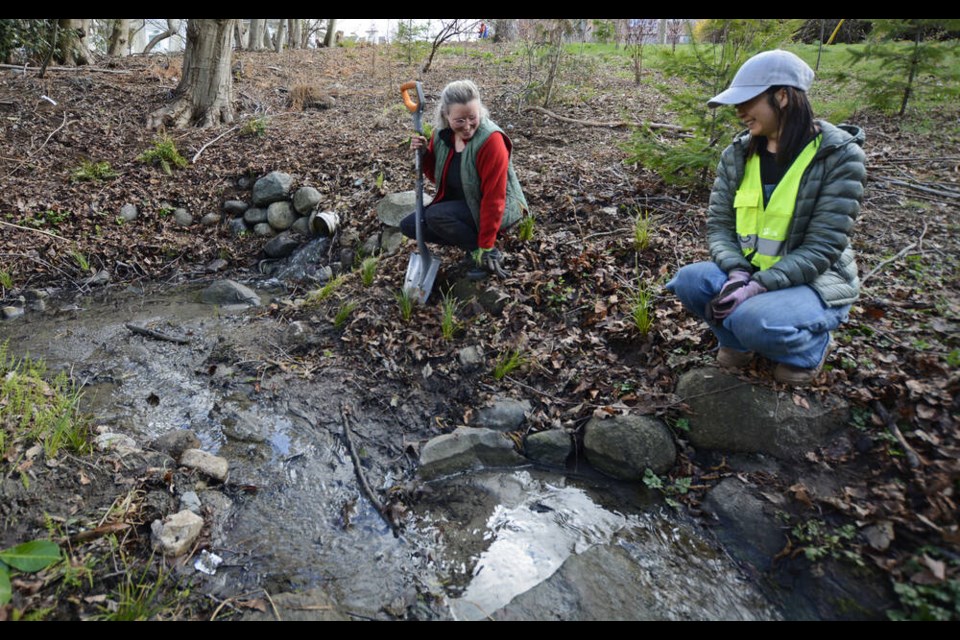 Chloe Hartley of the North Shore Rain Garden Project and North Shore Streamkeepers vice-president admire some recently planted sedge grasses along the bank of Wagg Creek near where a storm drain empties into the waterway. | Nick Laba / North Shore News 