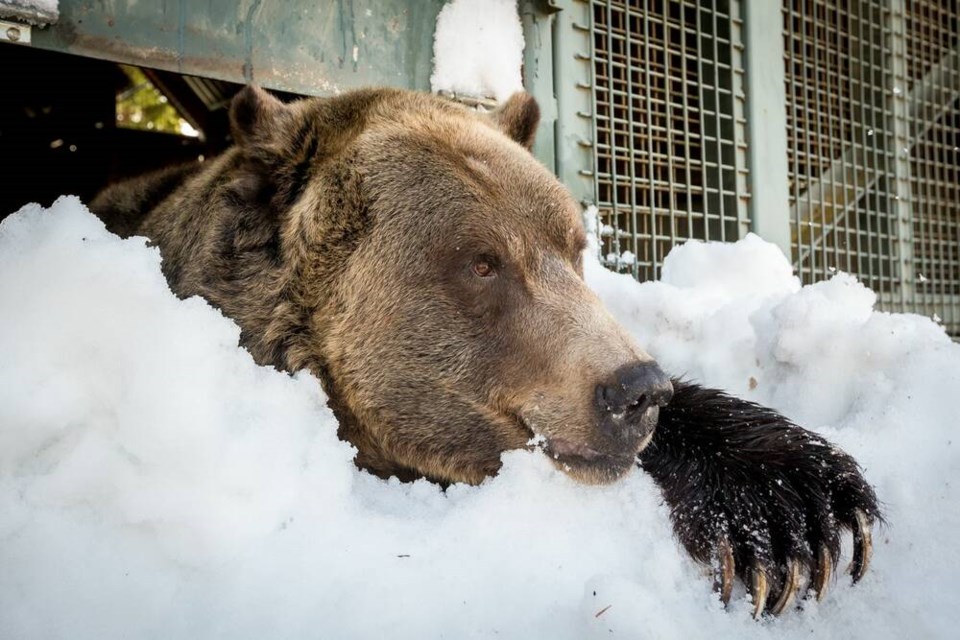 Grinder emerges from his den after a 23-week snooze. | Grouse Mountain 