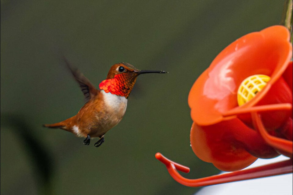 A rufous hummingbird approaches a feeder in Britannia Beach in May 2023. | photo Mark Teasdale 