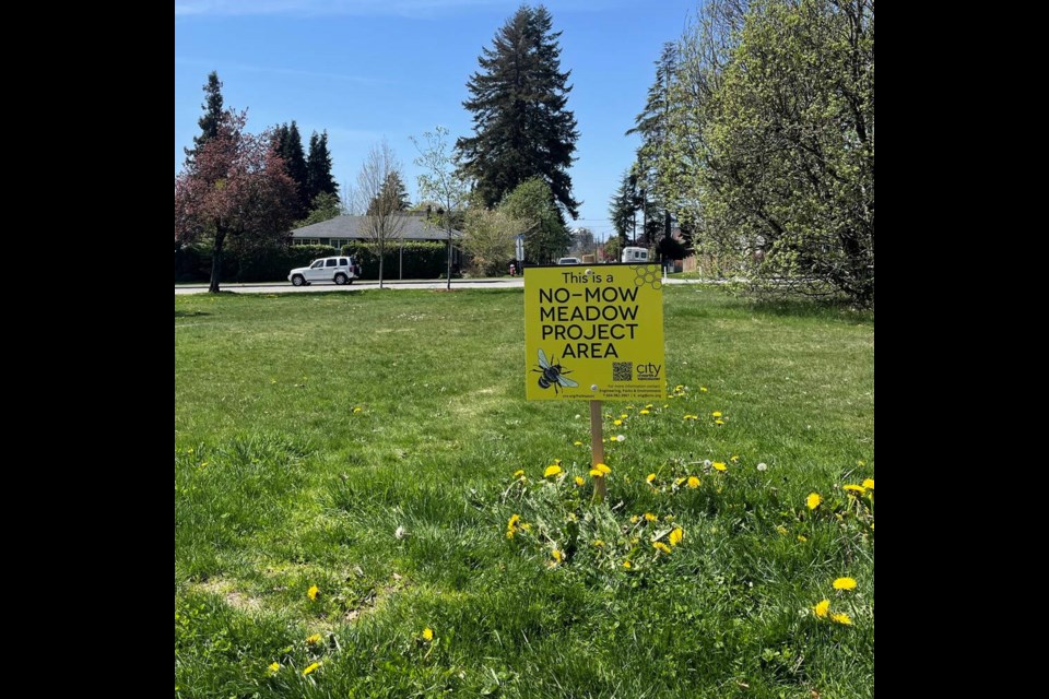 Grass growing unmowed on Grand Boulevard in North Vancouver. The city only plans to mow this section if it becomes a hazard. | City of North Vancouver 