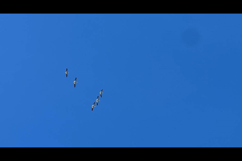 West Vancouver resident Madelynn Kalyk spotted these strange birds near Eagle Harbour on May 12, 2023. They were later confirmed to be rare American white pelicans, a species rarely spotted in B.C. outside of one nesting colony near Williams Lake.