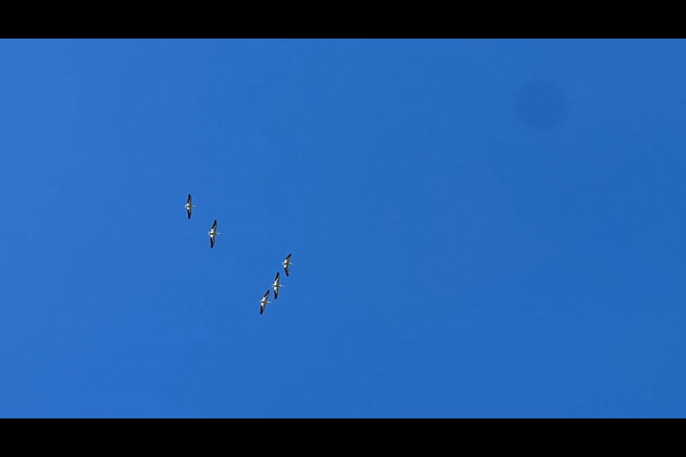 West Vancouver resident Madelynn Kalyk spotted these strange birds near Eagle Harbour on May 12, 2023. They were later confirmed to be rare American white pelicans, a species rarely spotted in B.C. outside of one nesting colony near Williams Lake.