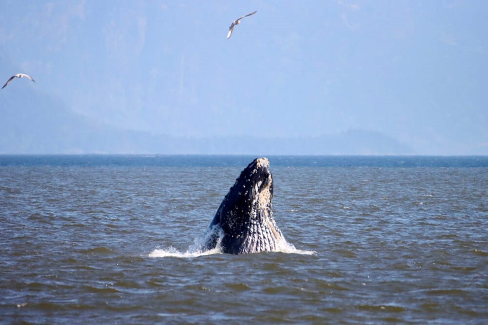 Malachite, a humpback whale known to show up between Metro Vancouver and Seattle, feeds in Howe Sound off West Vancouver, Sunday, May 14. | Tobin Sparling 