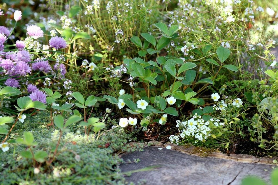 Tiny white alyssum, native strawberries, creeping and English thymes, and chives cooperating as living mulches. | Laura Marie Neubert 