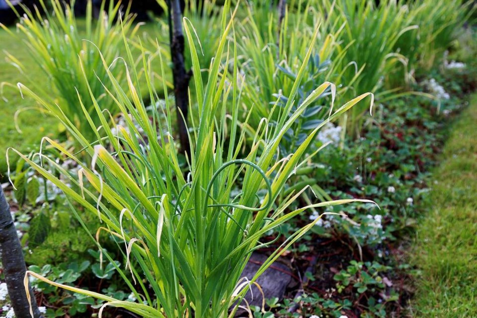 Curvy field garlic scapes ready for making pesto, chimichurri, green sauces, chutney and drying. | Laura Marie Neubert 