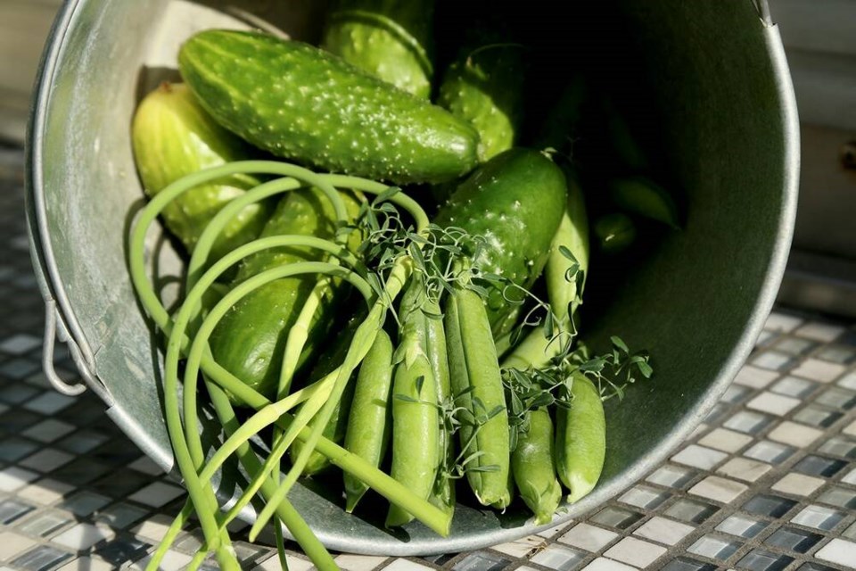 June 15 morning: Last of the parsley peas, early cucumbers and first of the wild field garlic scapes. | Laura Marie Neubert 