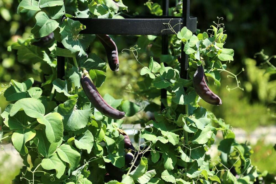 Trellised Beauregarde peas have a dwarf habit but are prolific producers and uncommonly resilient. | Laura Marie Neubert 