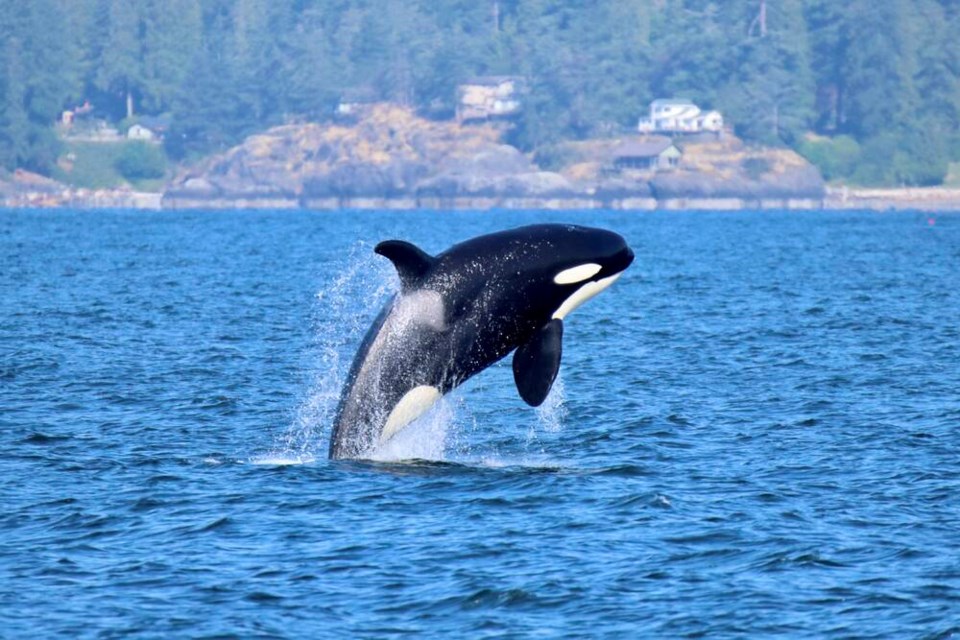 A Biggs orca whale nicknamed Indy put on a playful show in the southern entrance to Howe Sound on Sunday. | photo Tobin Sparling 