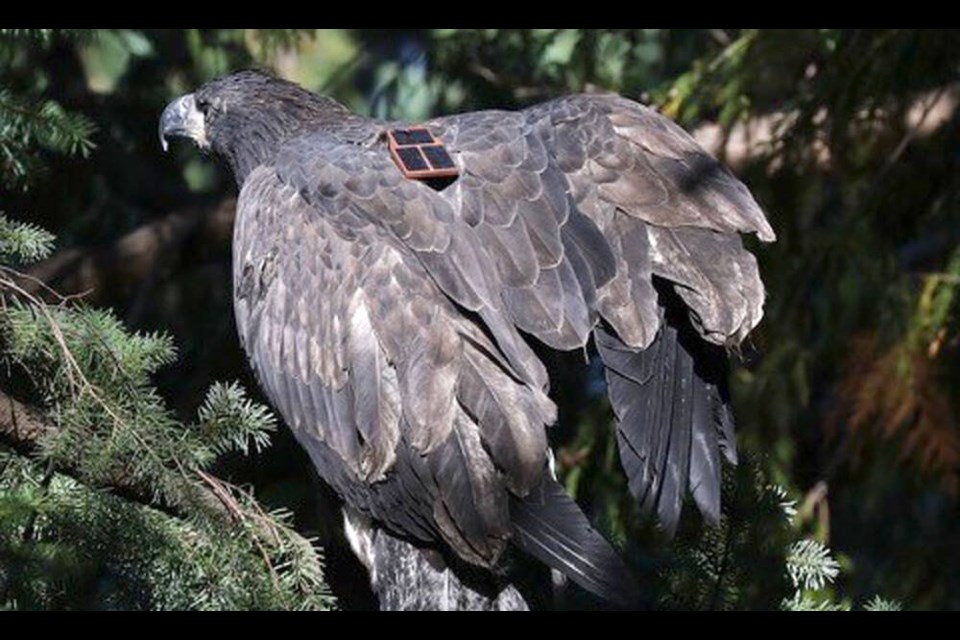 Bee, a young bald eagle is seen wearing a harness that includes a solar panel and tracking device courtesy of the Hancock Wildlife Foundation. / North Shore Eagle Network 