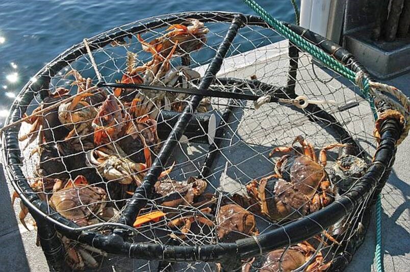 Three Surrey men fined after netting 81 undersized crab off North Van -  North Shore News