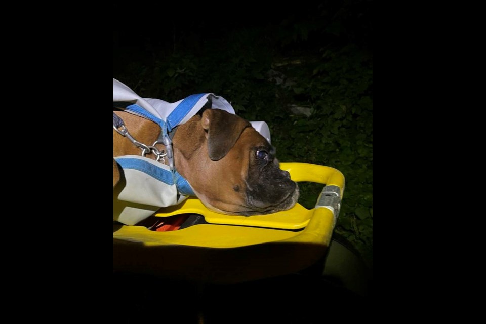 Rocky mountain deals boxer rescue