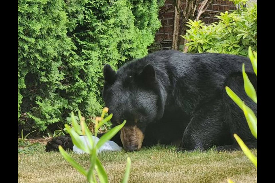 A black bear nabs a milk jug in North Vancouver, July 2023. | Courtesy of the North Shore Black Bear Society 