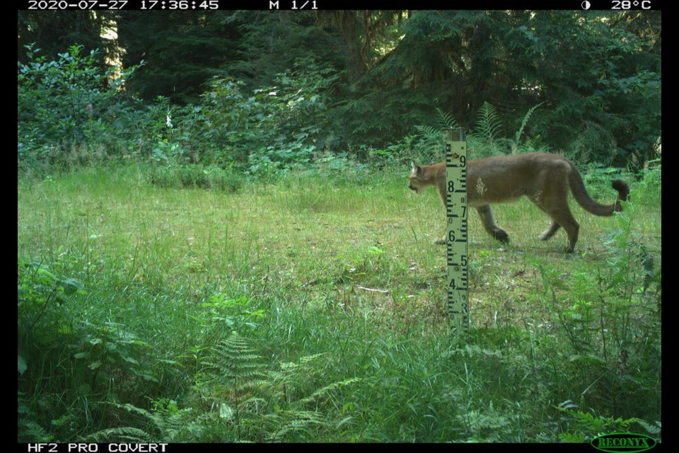 A cougar is spotted by a wildlife camera last winter in North Vancouver's Seymour Water Supply Area. Two people reported seeing a cougar on the upper BCMC trail on Saturday, Sept. 23.| Metro Vancouver