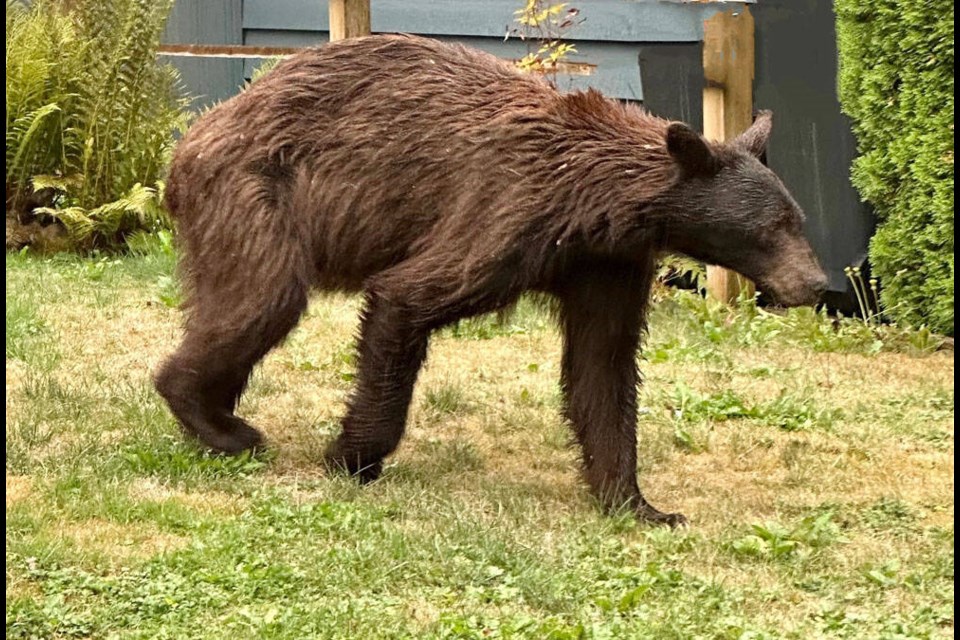 An emaciated black bear walks through North Vancouver. Advocates say he likely is suffering after consuming plastic from residents’ garbage. | Courtesy of the North Shore Black Bear Society 