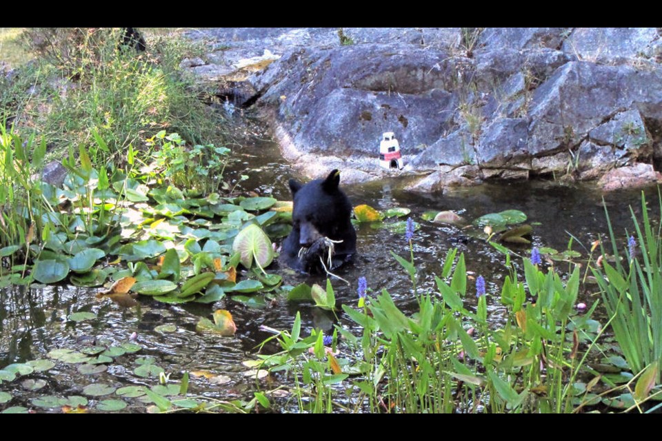 A black bear swims in a West Vancouver backyard fish pond and eats some water lilies, on Aug. 11, 2022. | Myron Claridge 