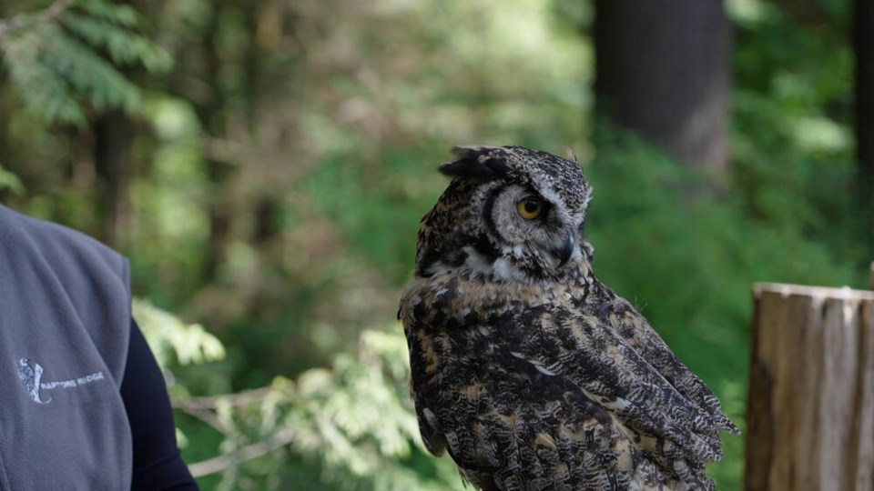 web1_41---capilano-suspension-bridge---vancouver-s-north-shore---bc-bird-trail-2023