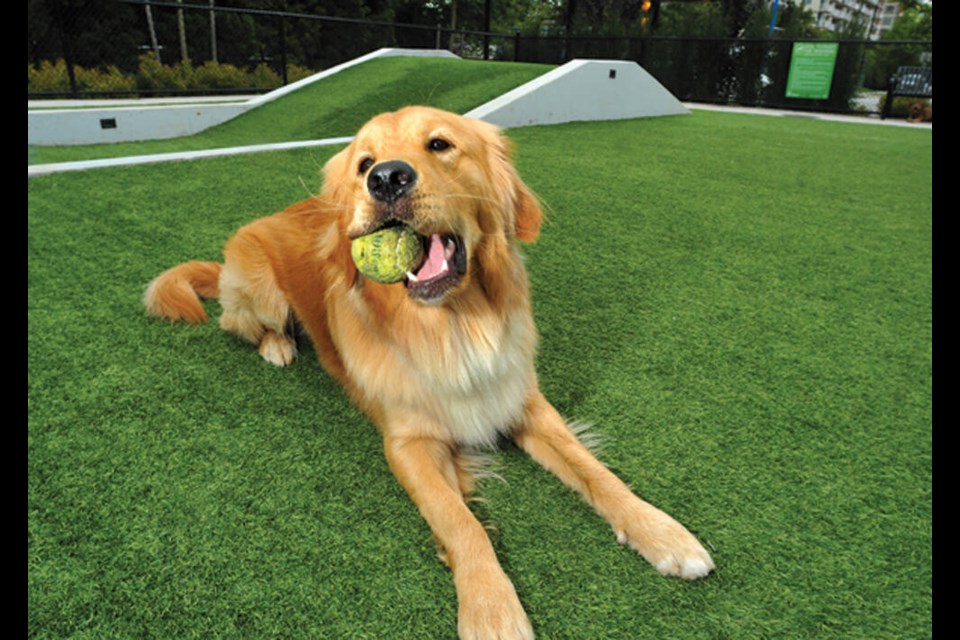 Ollie, a 16-month-old Golden Retriever enjoys the dog plaza at 800 Lonsdale in the City of North Vancouver in June. | Paul McGrath / North Shore News

