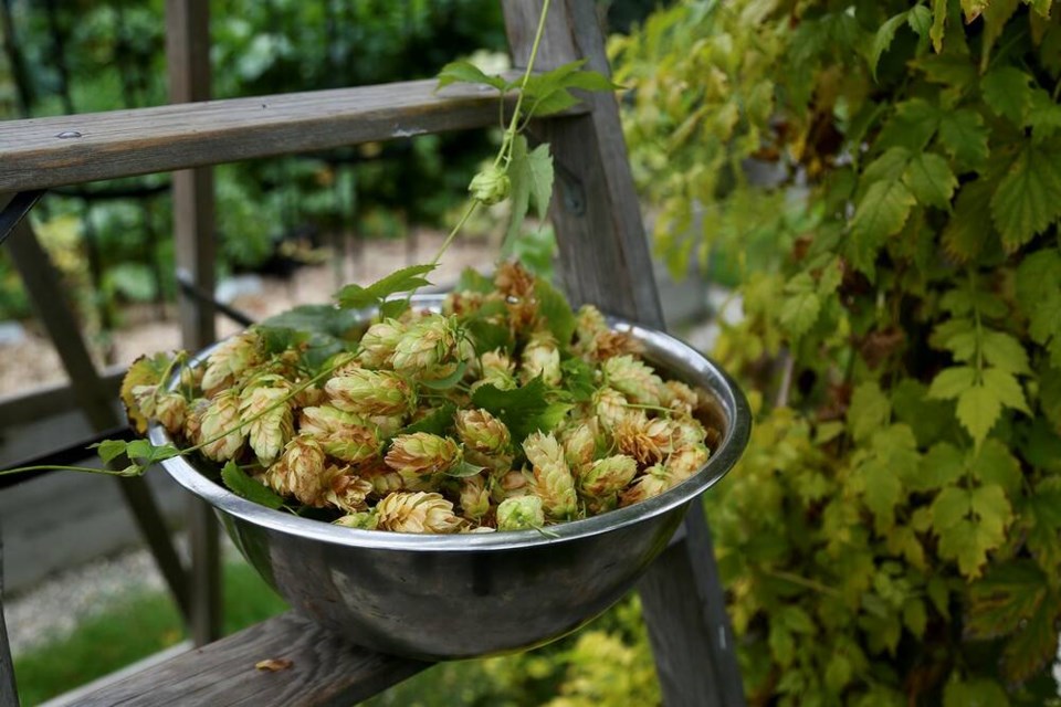 Late harvesting Cascade and Centennial hops just before the rain. | Laura Marie Neubert 