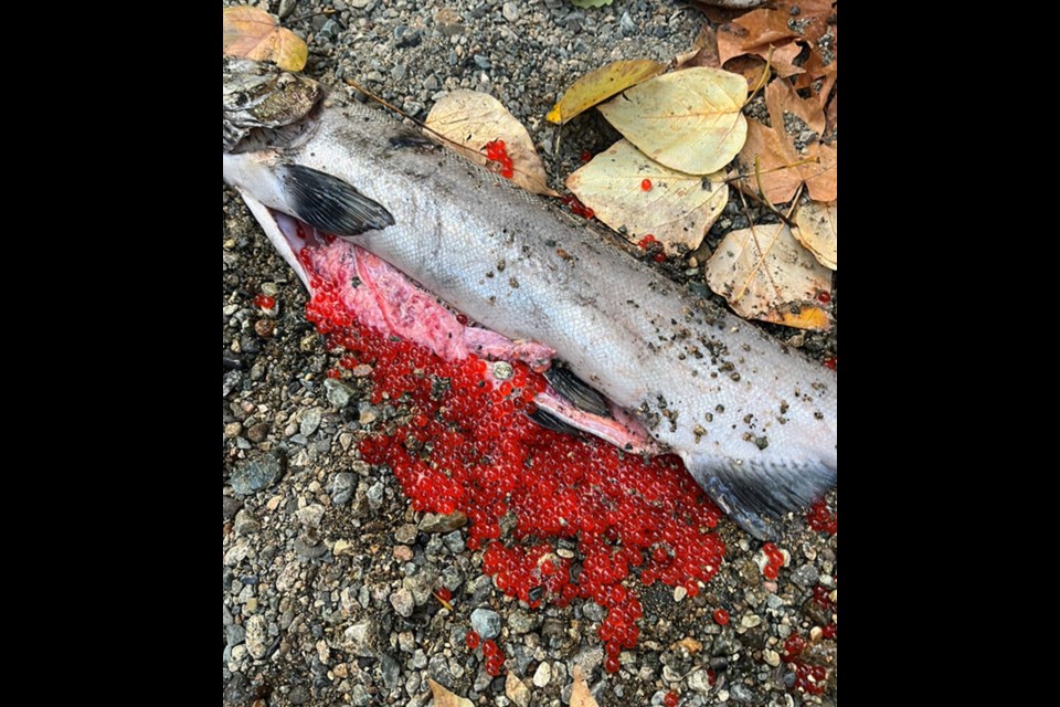 6PPD blamed for deaths of dozens of salmon - North Shore News