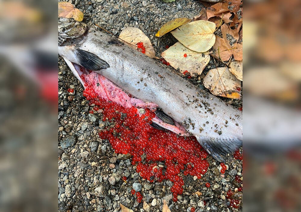 Threat to salmon: Tire chemicals kill dozens - North Shore News