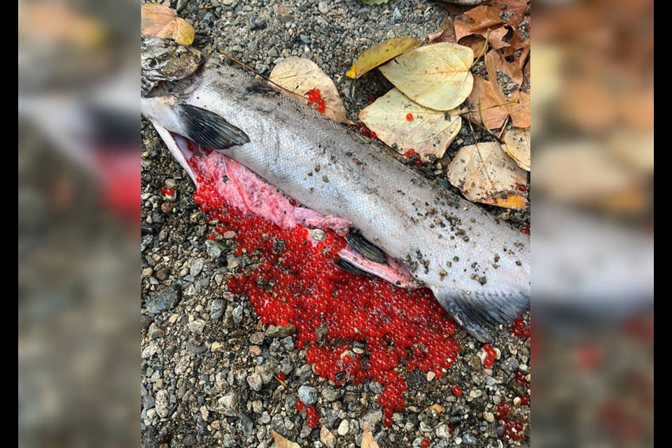 A dead female coho salmon sits at the edge of Brothers Creek in West Vancouver, likely a victim of toxic tire chemicals washing into the creek. The red eggs indicate she hadn’t successfully spawned. | West Vancouver Streamkeeper Society 