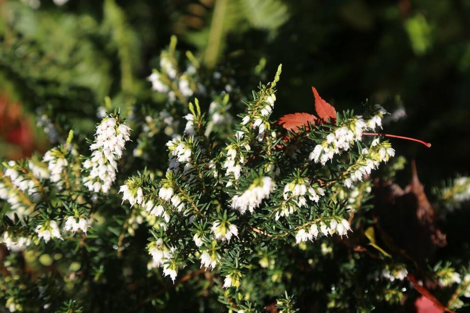 Snowy white Erica x darleyensus ‘Alba’ blossoms sparkle against delicate bright green foliage. | Laura Marie Neubert 