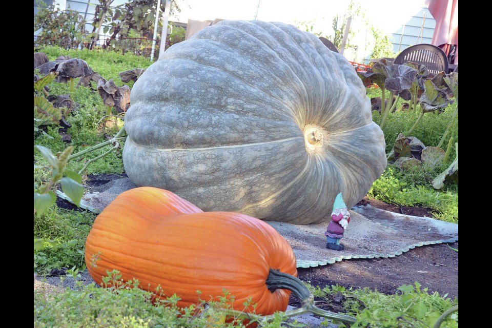 Arnold, the supersized orange field pumpkin, grows in North Vancouver gardener Jeff Pelletier’s backyard. It was stolen, along with its precious genetic seeds, on Halloween. The green veggie behind Arnold is a massive squash named Fenway. | Paul McGrath / North Shore News files 
