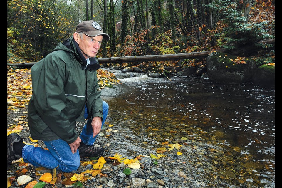 West Vancouver Streamkeepers Society past president John Barker looks over Brothers Creek where dozens of returning coho salmon were killed after encountering contaminated runoff in the creek. | Paul McGrath / North Shore News 