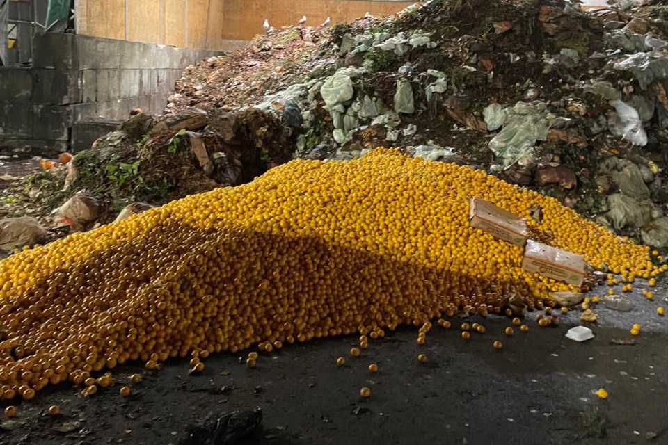 A huge pile of mandarin oranges sits in the organic waste area at the North Shore Recycling and Waste Centre on Nov. 16. | Sonia Rivest 