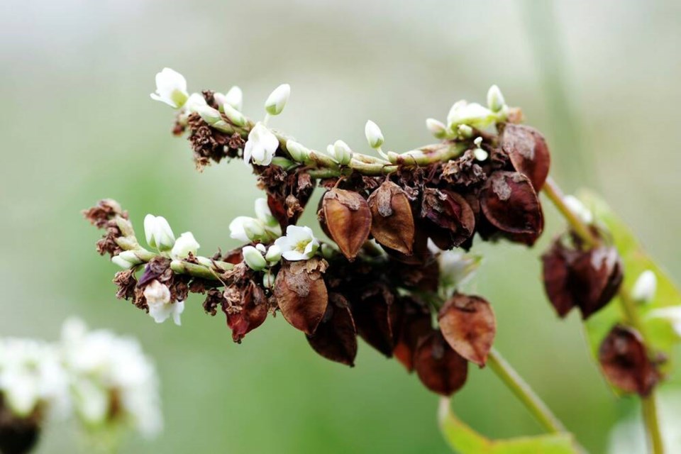 These buckwheat flowers gone to seed hide nutrient-dense seeds beneath papery husks. | Laura Marie Neubert 