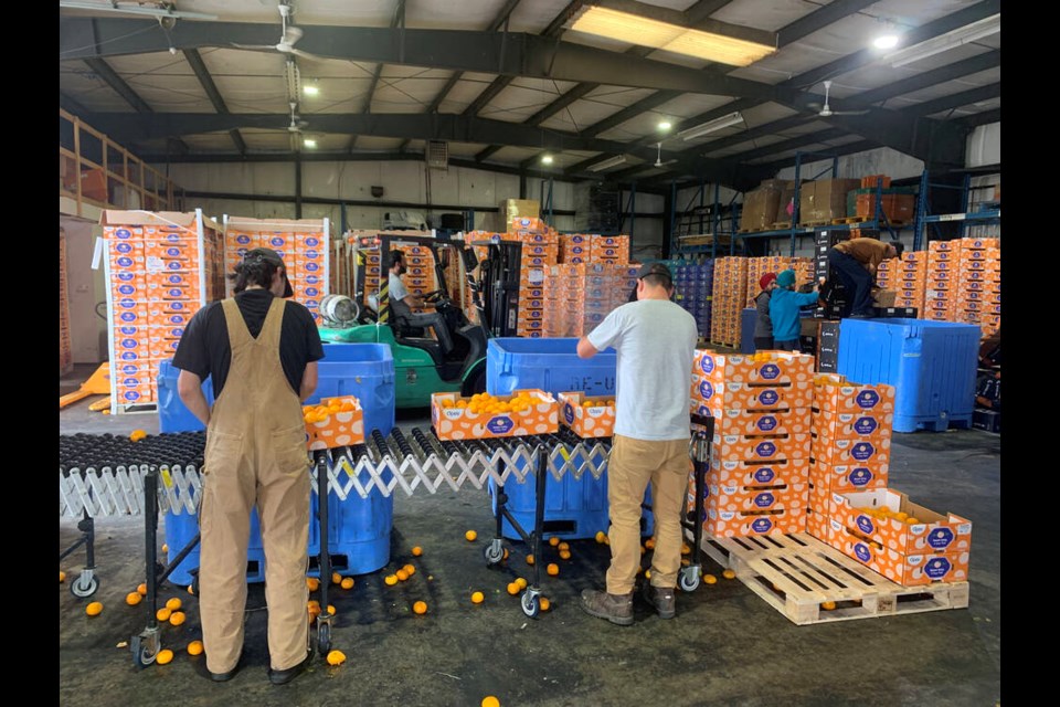 Workers sort a load of mandarin oranges at ReFeed Farms in Langley. | Stuart Lilley 