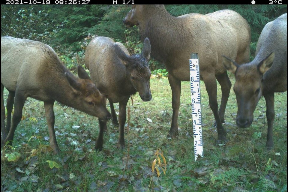 Female Roosevelt elk with their young congregate around around a snow stake, a device used to measure the depth of snow, captured by Metro Vancouver’s candid camera. | Metro Vancouver 