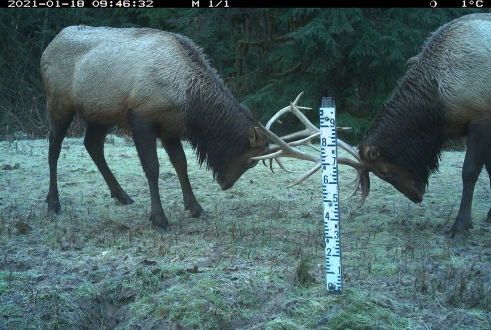 web1_roosevelt-elk-4---seymour-water-supply-area---sparring-males